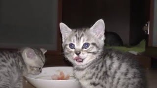 Скоттиш страйт котята.Scottish straight kittens.Кошачья история и поездка домой Скоттиш страйт котята.Scottish straight kittens.Кошачья история и поездка домой