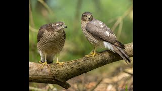 Sparrowhawk Acipiter nisus