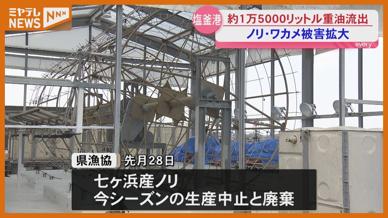 Production Suspended] This season's cultivated seaweed crop
