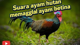 Ayam Hutan Jantan Memanggil Ayam Betina