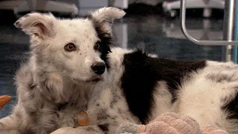 The Dog Who Knows 1,000 Words | CUTE ANIMALS (Episode 5) - DayDayNews