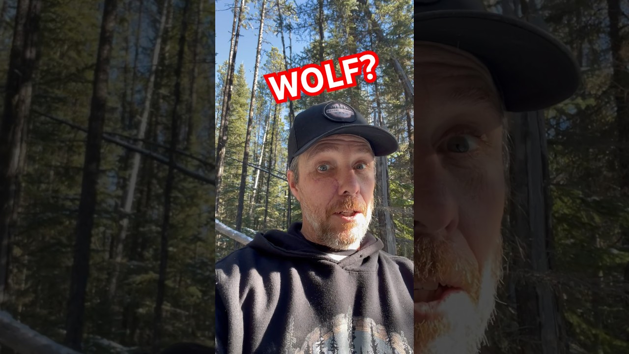Wolf Trapping: Outsmarting The Craftiest Animal In The North 