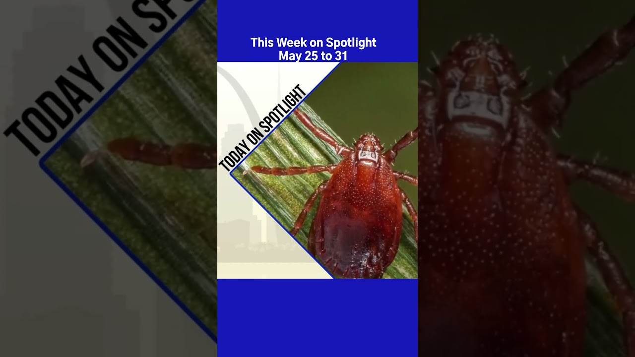 This Week on Spotlight | May 25 to 31 