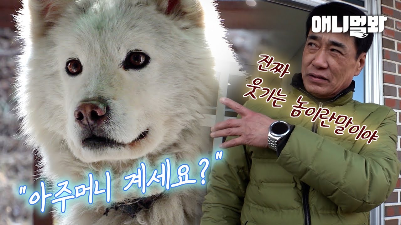 Бродячая Собака, Которая Следит За Моим Домом