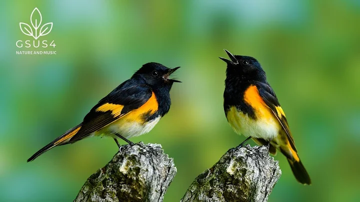 Relax with Bird Sounds for 11 hours -  Morning Birds and Nature Sounds || Beautiful Bird Videos