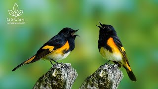 Relax With Bird Sounds For 11 Hours - Morning Birds And Nature Sounds Beautiful Bird Videos