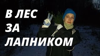 В лес за лапником // Нескучная жизнь в деревне