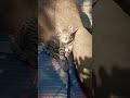 What are small Animals rights? live and let live #cat #sqirrel #ytshorts #supremecourt #birds
