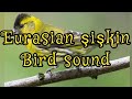 Eurasian #siskin Bird sound, Carduelis spinus, chant de tarin aulnes, تغريد حسون الشوك, الطرنجان,