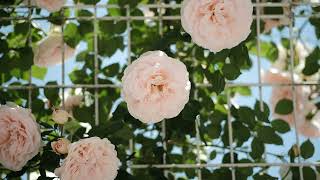 Draw 2025 - COLOR-SKOPAR 50mm F2.2 & HELIAR classic 50mm F1.5,    X-T3 - Photo Slideshow