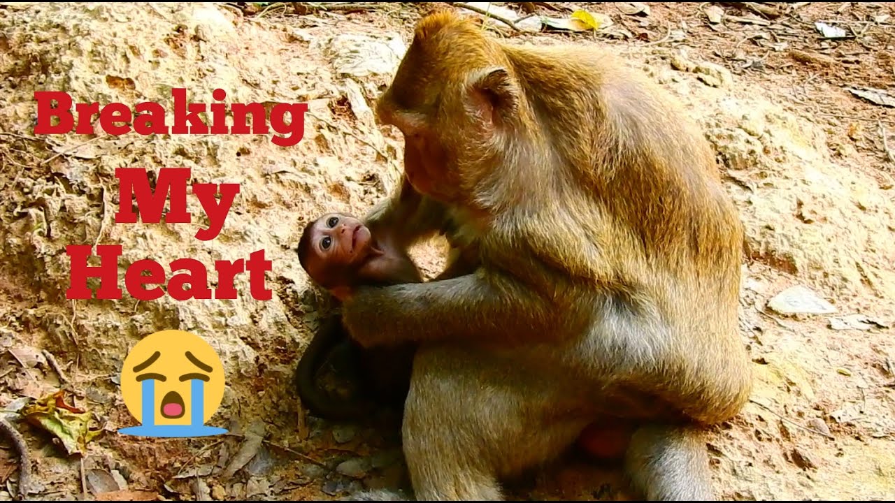 Breaking My Heart, First Time Monkey Brinn Wean Baby Hurt,Trillion Pity Baby Monkey Cry Request Milk