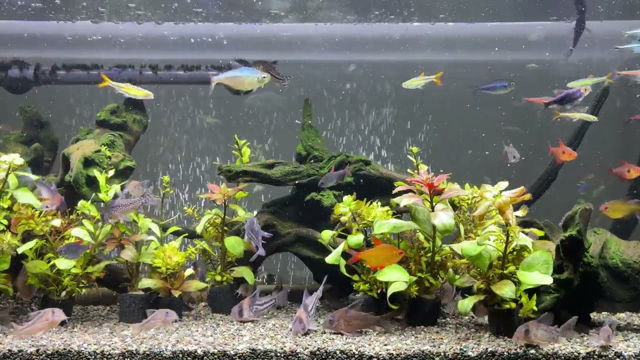 Relaxing Aquarium 1731 / 熱帯魚50種混泳水槽 アクアリウム 4K - YouTube