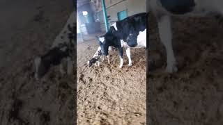 يا مجيب الدعاء ياعظيم الجلال #farming