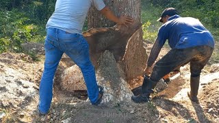 Sangat mendebarkan‼️‼️‼️melawan kodrat alam‼️‼️,potong pohon Trembesi yang condong ke kabel listrik