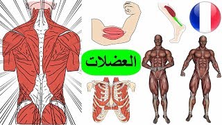 العضلات | اجزاء جسم الانسان بالفرنسي | اسماء العضلات بالفرنسية | تعلم اللغة الفرنسية للاطفال