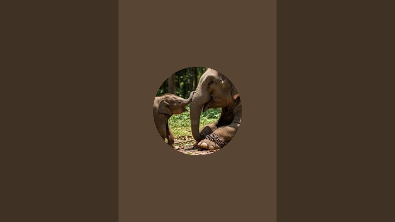 Poor cat hungry food. 