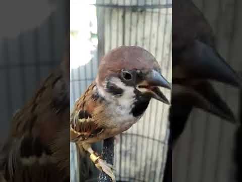 Burung Gereja Isian Cililin Gacor Youtube