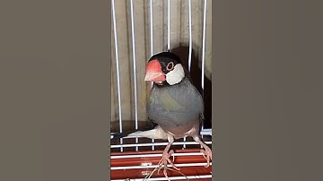 Elegant Java Finch Standing Proud 🐦 | Bird Moments | #BugdieLoveNest