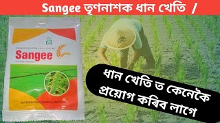 Sangee  ধান খেতিৰ মাজৰ বুন /