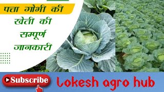 Cabbage Farming Full A2Z पतत गभ क खत Patta Gobhi 