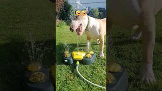 Bull terrier vs Sprinkler #funnydogs #shorts #dogsofinstagram
