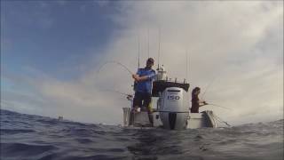 Snapper and kingfish action - Hauraki Gulf spring work-ups