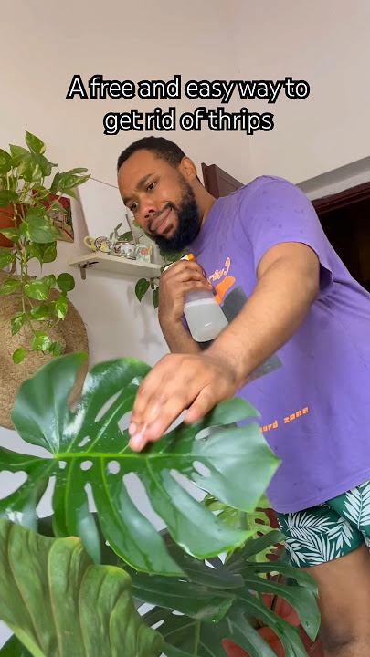A free and easy way to get rid of thrips . #thrips #houseplants #monstera #rain