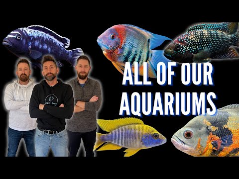 Video: Jak těžké je 20galonové akvárium?