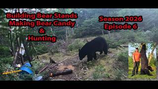 GIANT Newfoundland Black Bear Harvest! 🐻 | + Baiting & Stand Build!