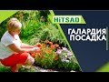 Прекрасная Галардия 🌺 Посадка и Уход 🌺 Советы От Хитсад ТВ