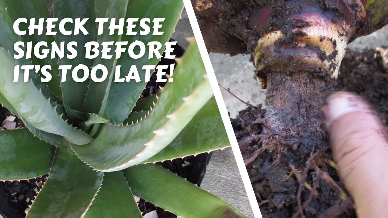 How To Check Whether Your Plant Has Root Rot - YouTube