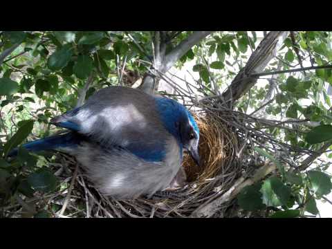 Scrub Jay Nest chick activity raw footage 4-25-2015 (14 clips) V18006