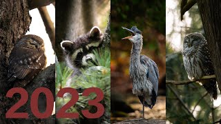 A Year of Wildlife Photography