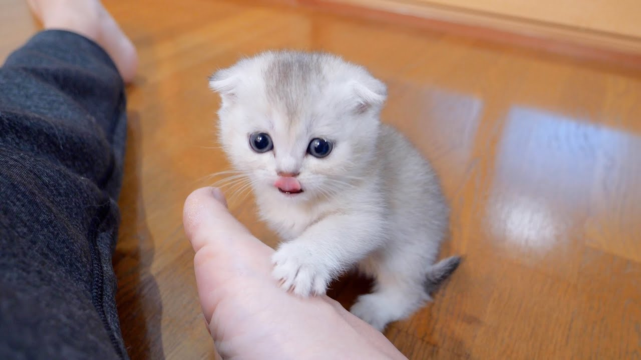 kittens-may-think-their-owners-are-cats-youtube