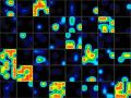 Neurons derived from Human Neural Stem Cells, plated on an MEA