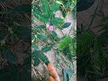beautiful pink with white dots, flower of touch me not...