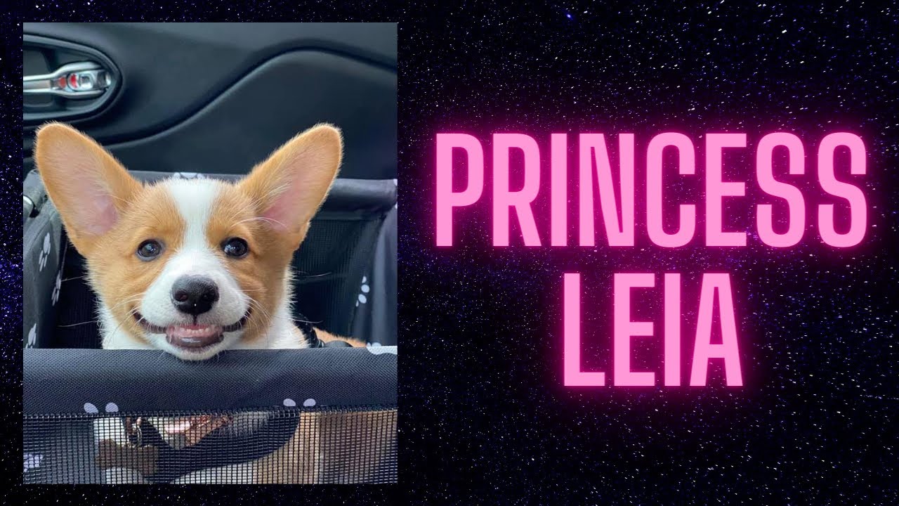 Princess Leia - Corgi Puppy // Corigs are the best!