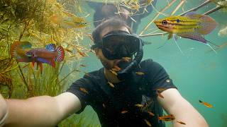 Snorkelling a Suspiciously Clear Rice Field | Exploring Eastern Thailand EP2