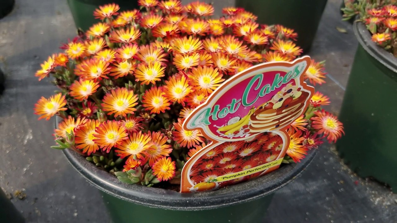 Delosperma Hotcakes® 'Pumpkin Perfection' (Ice Plant) // Colorful