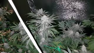 Week 7 of flower! Happy easter! Happy jesus aint a zombie till tomorrow day! Much love.