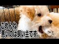 原因不明のストレスで自分の足を食べてしまう子犬。