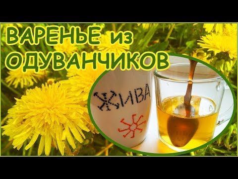 одуванчика рецепты Все будет добре приготовление из одуванчика рецепты Все будет добре приготовление из