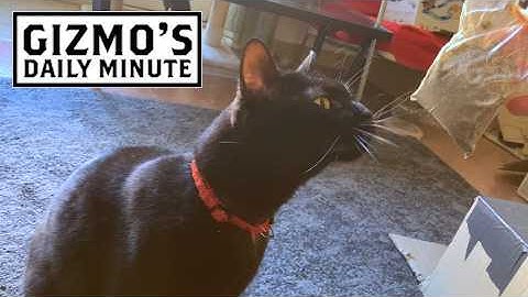 Gizmo actually tries catnip