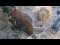 Сколько обычно нужно куриц для одного петуха