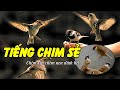 Tiếng chim sẻ chuẩn thu hút chim dài 60 phút (có link mp3)