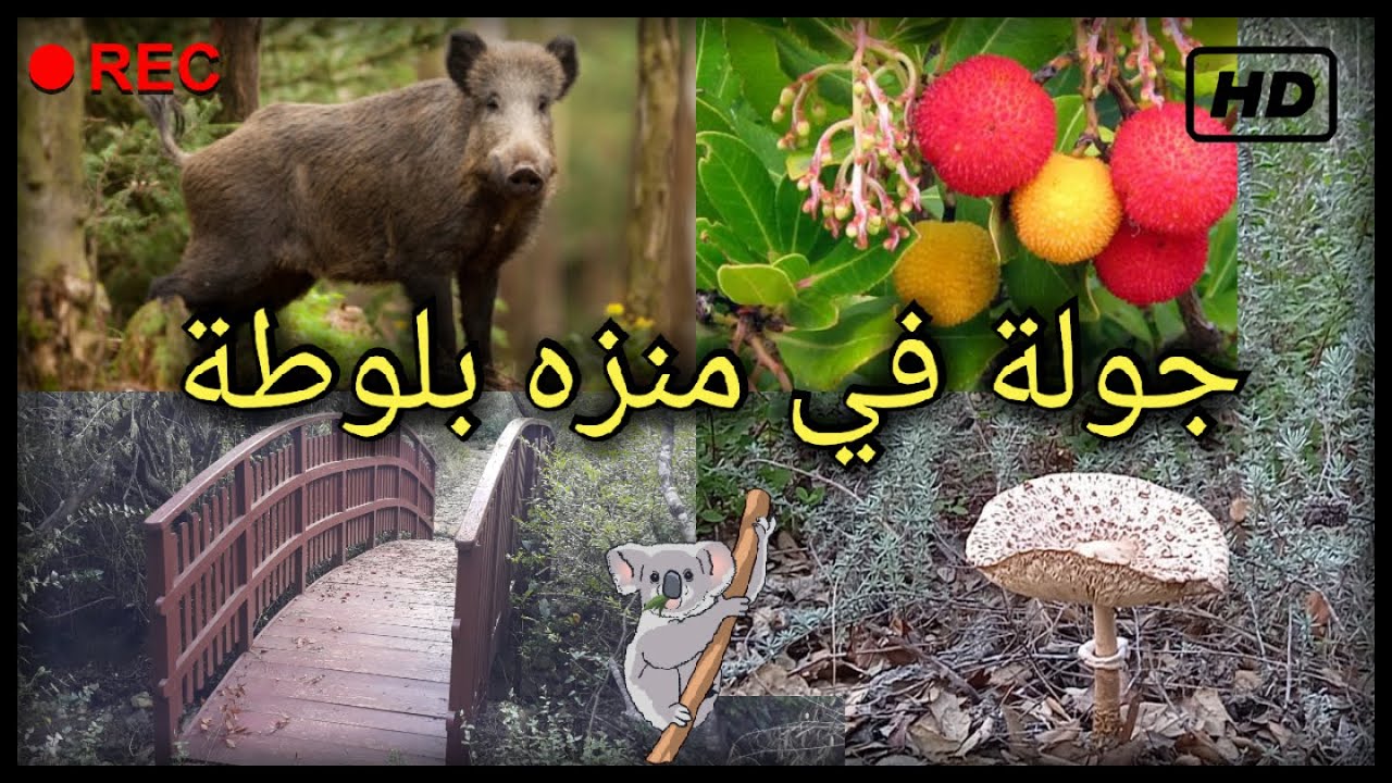 وزان ثروة طبيعية 💚زوروا منزه بلوطة