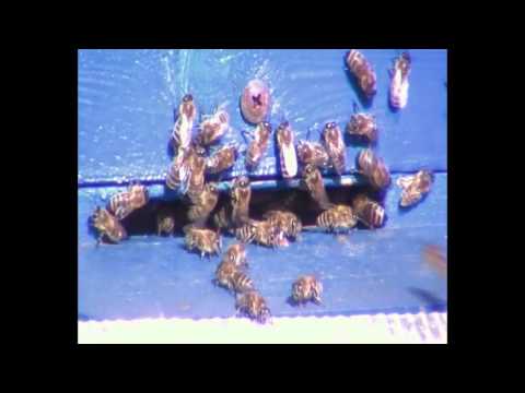 Весенний облет пчел