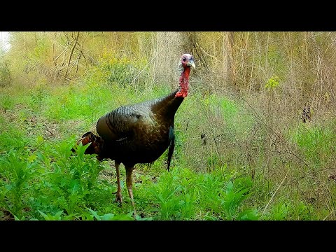 Nature in Our Backyard: Trail Camera Videos Spring 2023
