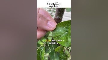 Aphids! And how to get rid of them. Full video in comments. #garden #aphids #gardeningvideos