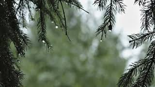 Deep Sleep Rain Sounds | Mindful Echoes 